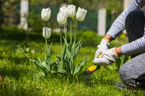 Gardener trimming a tall hedge with shears